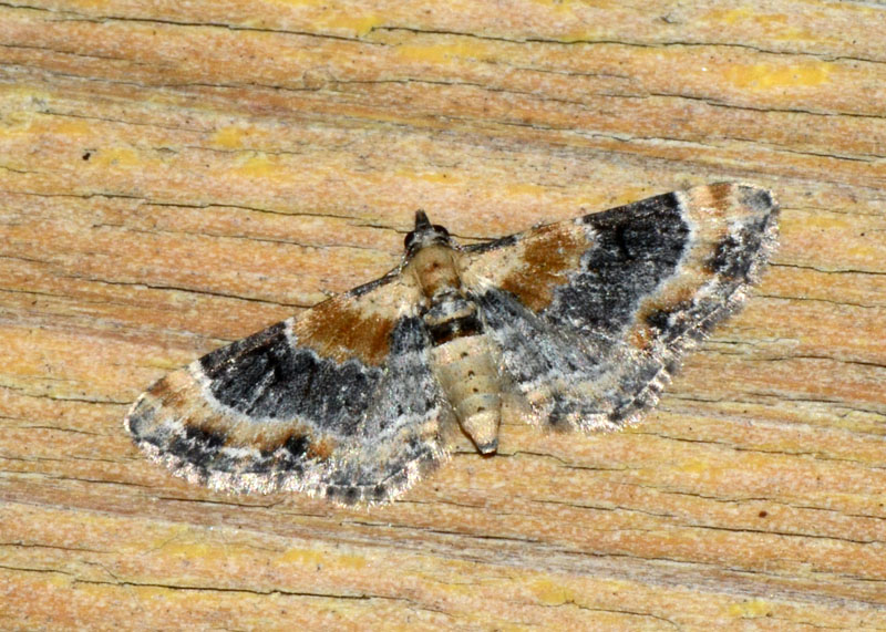 Eupithecia linariata ?